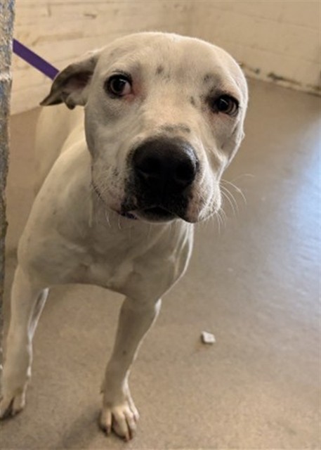 Shelter Stray Female Dog last seen Near BLOCK W. VALLEY BLVD, 333 Chandler Pl, San Bernardino, CA 92408, USA