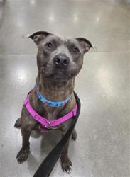 Shelter Stray Male Dog last seen Near, 2600 S Harding St, Indianapolis, IN 46221, USA