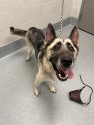 Shelter Stray Female Dog last seen Near, 2600 S Harding St, Indianapolis, IN 46221, USA