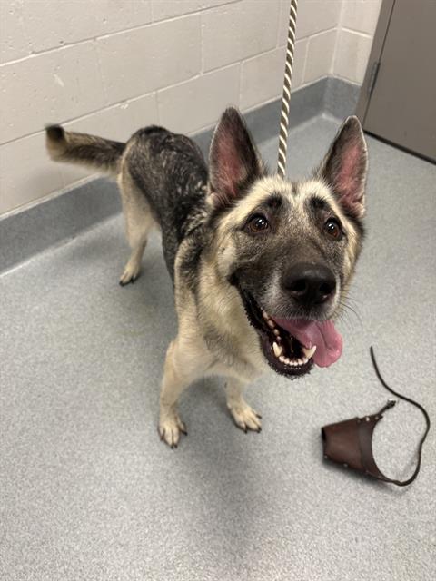 Shelter Stray Female Dog last seen Near, 2600 S Harding St, Indianapolis, IN 46221, USA