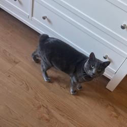Lost Male Cat last seen Jeremy Way, Fallbrook, CA 92028