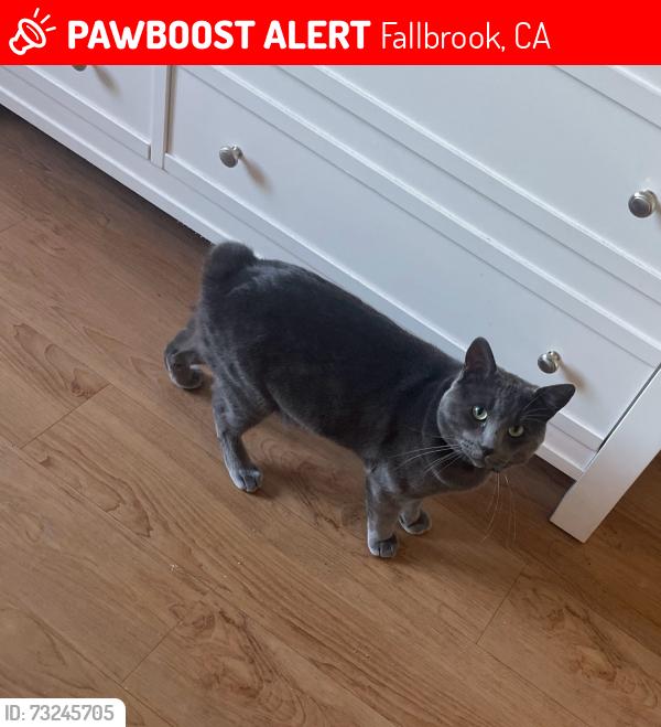 Lost Male Cat last seen Jeremy Way, Fallbrook, CA 92028
