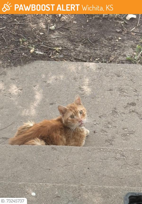 Found/Stray Unknown Cat last seen Custer and Maple, Wichita, KS 67213