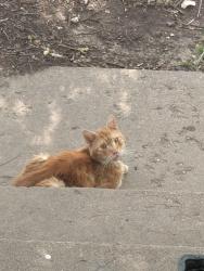 Found/Stray Unknown Cat last seen Custer and Maple, Wichita, KS 67213
