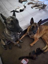 Reunited Unknown Dog last seen Ruus elementary school and park, Hayward, CA 94544