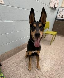 Shelter Stray Male Dog last seen Near BLOCK TEJON ST, 12155 Park Blvd, Brighton, CO 80601, USA