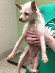 Shelter Stray Female Dog last seen Near BLOCK JASMINE ST, 12155 Park Blvd, Brighton, CO 80601, USA