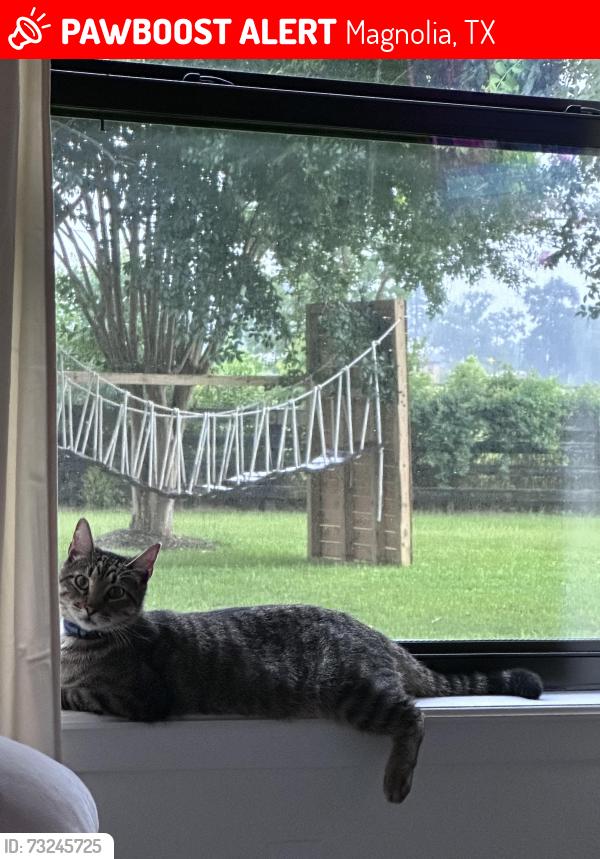 Lost Male Cat last seen Old Hempstead Rd & Thomas Lb, Magnolia, TX 77355