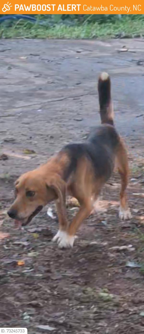 Found/Stray Male Dog last seen JB Road, Claremont, Catawba County, NC 28610
