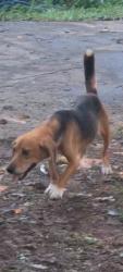 Found/Stray Male Dog last seen JB Road, Claremont, Catawba County, NC 28610