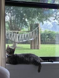 Lost Male Cat last seen Old Hempstead Rd & Thomas Lb, Magnolia, TX 77355