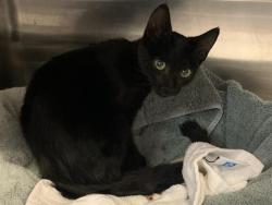 Shelter Stray Male Cat last seen CINDY ST & 38TH AVE, 2127 Front St, Sacramento, CA 95818, USA