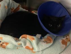 Shelter Stray Female Cat last seen DRY CREEK RD & MAIN AVE, 2127 Front St, Sacramento, CA 95818, USA