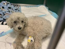 Shelter Stray Female Dog last seen 61ST ST & 12TH AVE, 2127 Front St, Sacramento, CA 95818, USA