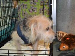 Shelter Stray Male Dog last seen , 14409 Vanowen St, Van Nuys, CA 91405, USA