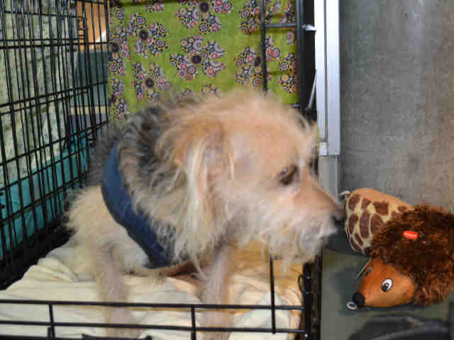 Shelter Stray Male Dog last seen , 14409 Vanowen St, Van Nuys, CA 91405, USA