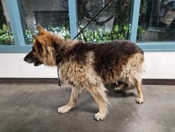 Shelter Stray Male Dog last seen , 14409 Vanowen St, Van Nuys, CA 91405, USA