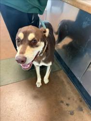 Shelter Stray Female Dog last seen , 14409 Vanowen St, Van Nuys, CA 91405, USA