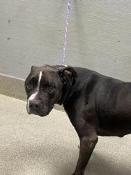 Shelter Stray Male Dog last seen Near BLOCK STEWART AVE, LAS VEGAS NV 89110, 655 N Mojave Rd, Las Vegas, NV 89101, USA