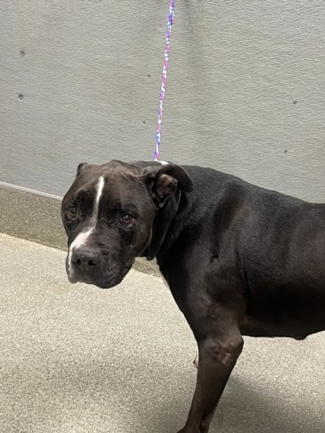 Shelter Stray Male Dog last seen Near BLOCK STEWART AVE, LAS VEGAS NV 89110, 655 N Mojave Rd, Las Vegas, NV 89101, USA