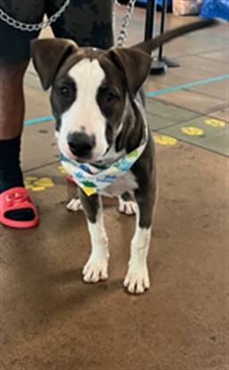 Shelter Stray Male Dog last seen , 14409 Vanowen St, Van Nuys, CA 91405, USA