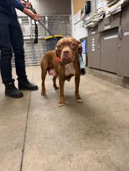 Shelter Stray Female Dog last seen , 14409 Vanowen St, Van Nuys, CA 91405, USA