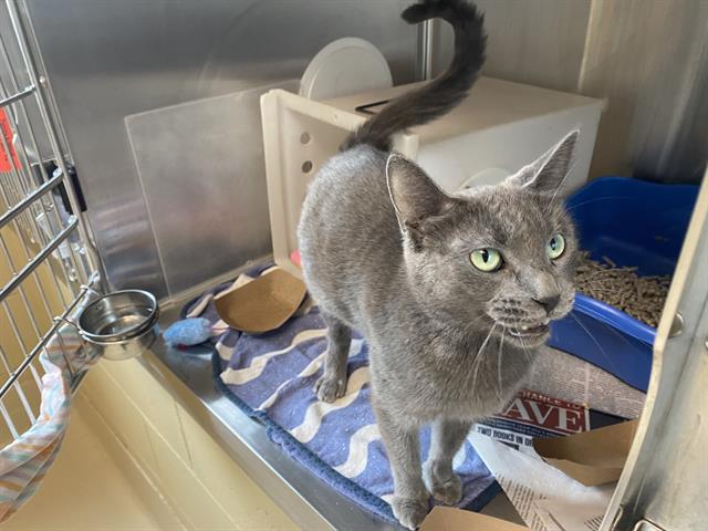 Shelter Stray Female Cat last seen Near BLOCK S 20TH ST, 3839 W Burnham St, West Milwaukee, WI 53215, USA