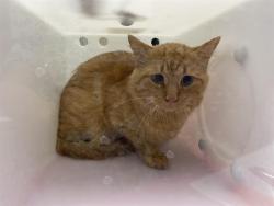 Shelter Stray Unknown Cat last seen Near BLOCK N 69TH ST, 3839 W Burnham St, West Milwaukee, WI 53215, USA