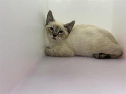 Shelter Stray Male Cat last seen Near BLOCK W THURSTON AVE, 3839 W Burnham St, West Milwaukee, WI 53215, USA