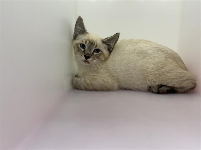 Shelter Stray Male Cat last seen Near BLOCK W THURSTON AVE, 3839 W Burnham St, West Milwaukee, WI 53215, USA