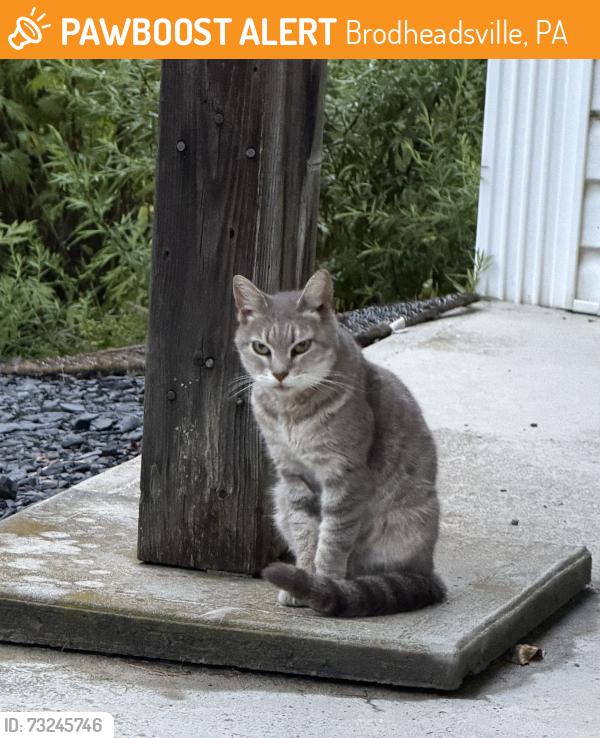 Rehomed Unknown Cat last seen McIlheny lane, Brodheadsville, PA 18322