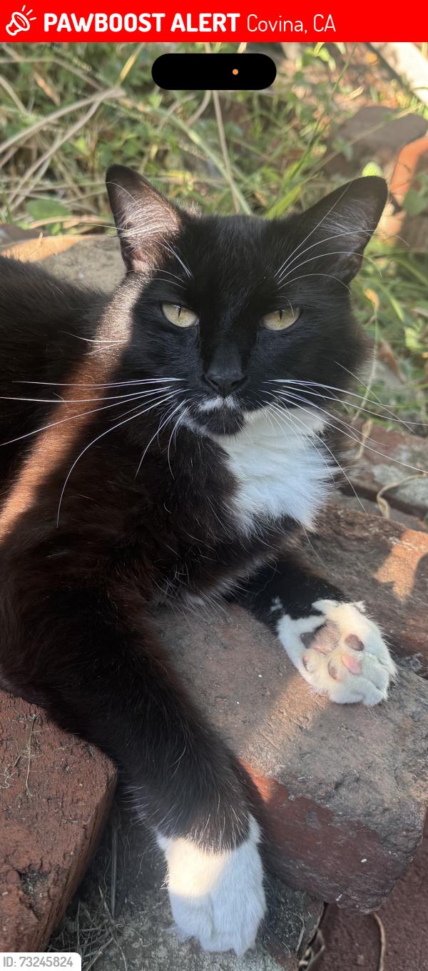 Lost Female Cat last seen Metrolink Station Covina; Citrus and Cypress, Covina, CA 91723