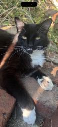 Lost Female Cat last seen Metrolink Station Covina; Citrus and Cypress, Covina, CA 91723