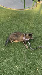 Found/Stray Unknown Cat last seen Wilson Commons Park in East Price Hill, Cincinnati, OH 45205