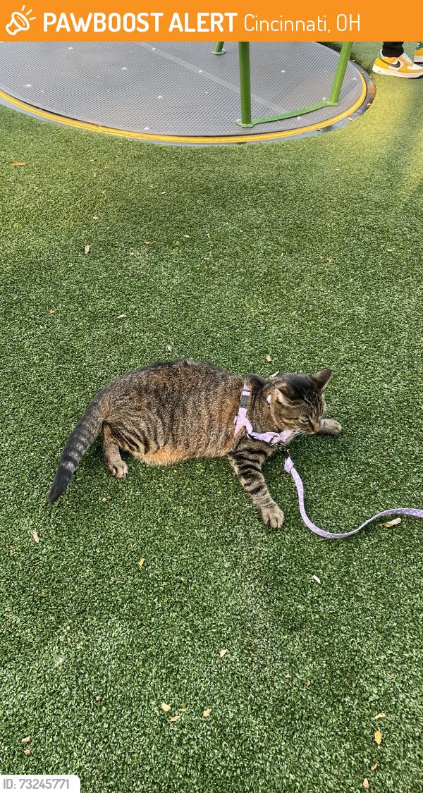 Found/Stray Unknown Cat last seen Wilson Commons Park in East Price Hill, Cincinnati, OH 45205