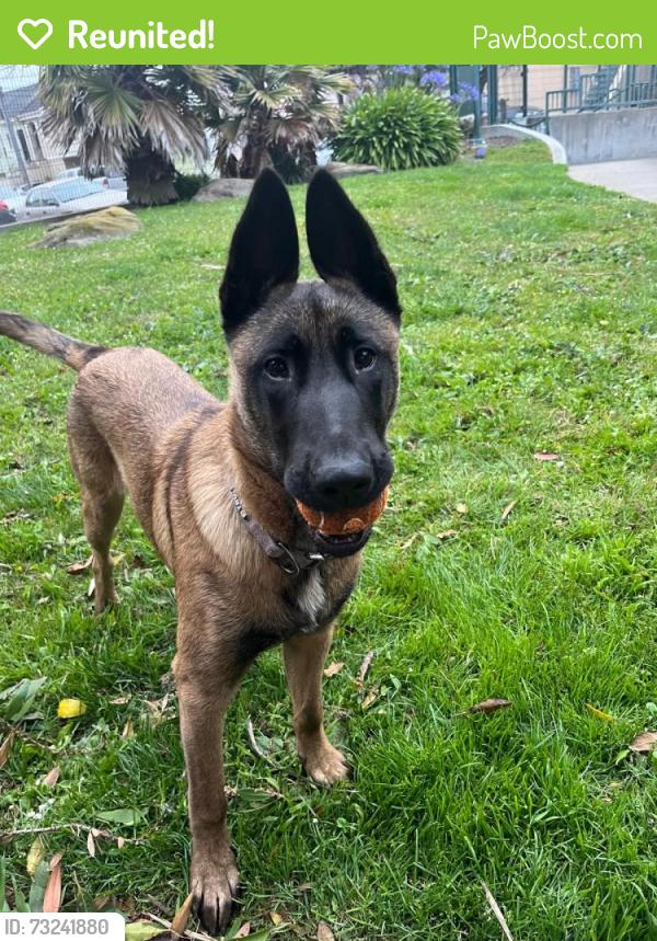 Reunited Female Dog last seen Lessing and Sears mini park, San Francisco, CA 94112