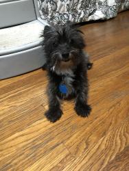 Reunited Unknown Dog last seen Pasadena Christian School, Pasadena, CA 91104