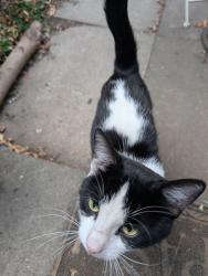 Found/Stray Male Cat last seen Cobham village, Surrey, England KT11 2TQ