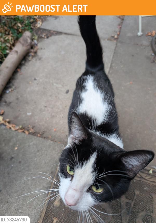 Found/Stray Male Cat last seen Cobham village, Surrey, England KT11 2TQ