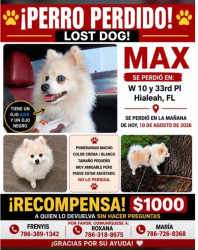 Lost Male Dog last seen Near w 33rd Pl Hialeah Fl, Hialeah, FL 33012