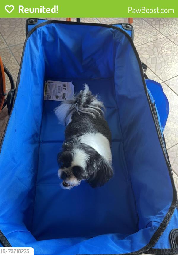 Reunited Female Dog last seen West 4th and 68th, Hialeah, FL 33010