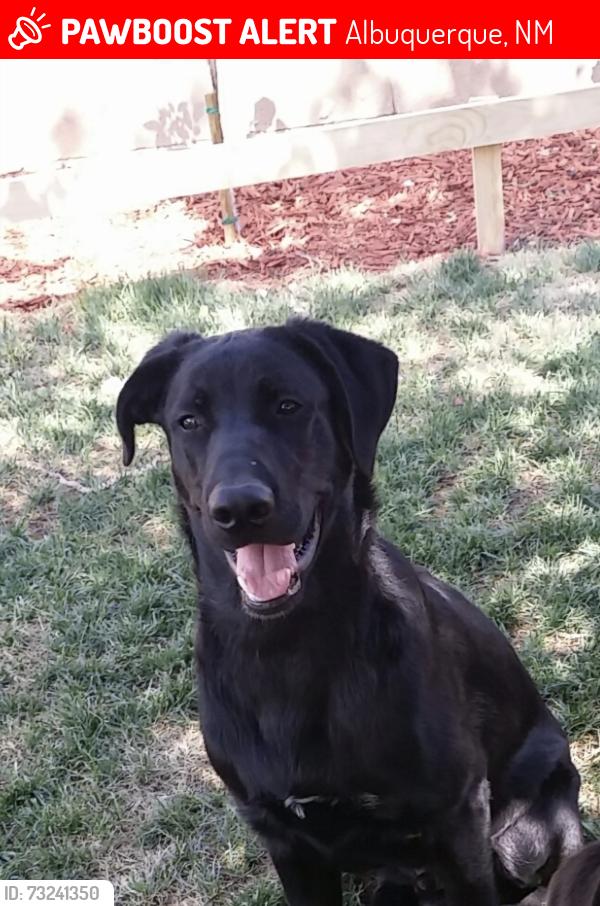 Lost Male Dog last seen Menaul and Eubank, Albuquerque, NM 87112