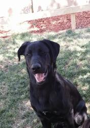 Lost Male Dog last seen Menaul and Eubank, Albuquerque, NM 87112