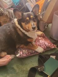 Reunited Male Dog last seen Wenlok Trl & Tanbark Dr, Marietta, GA 30066