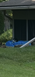 Found/Stray Unknown Cat last seen Marshall and kk gs row., Dayton, OH 45429