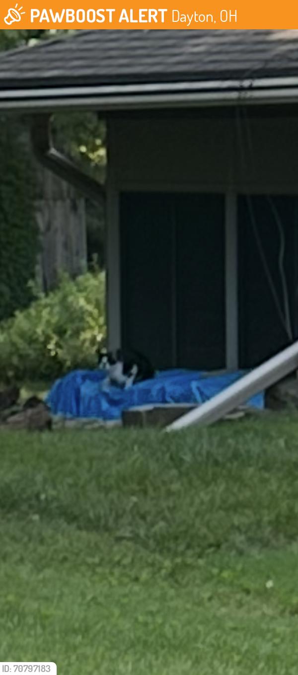 Found/Stray Unknown Cat last seen Marshall and kk gs row., Dayton, OH 45429