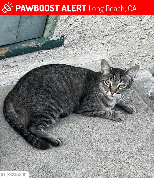 Lost Female Cat last seen 4th street Dawson and St. Louis by Burbank elementary, Long Beach, CA 90805