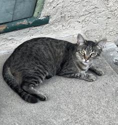 Lost Female Cat last seen 4th street Dawson and St. Louis by Burbank elementary, Long Beach, CA 90805