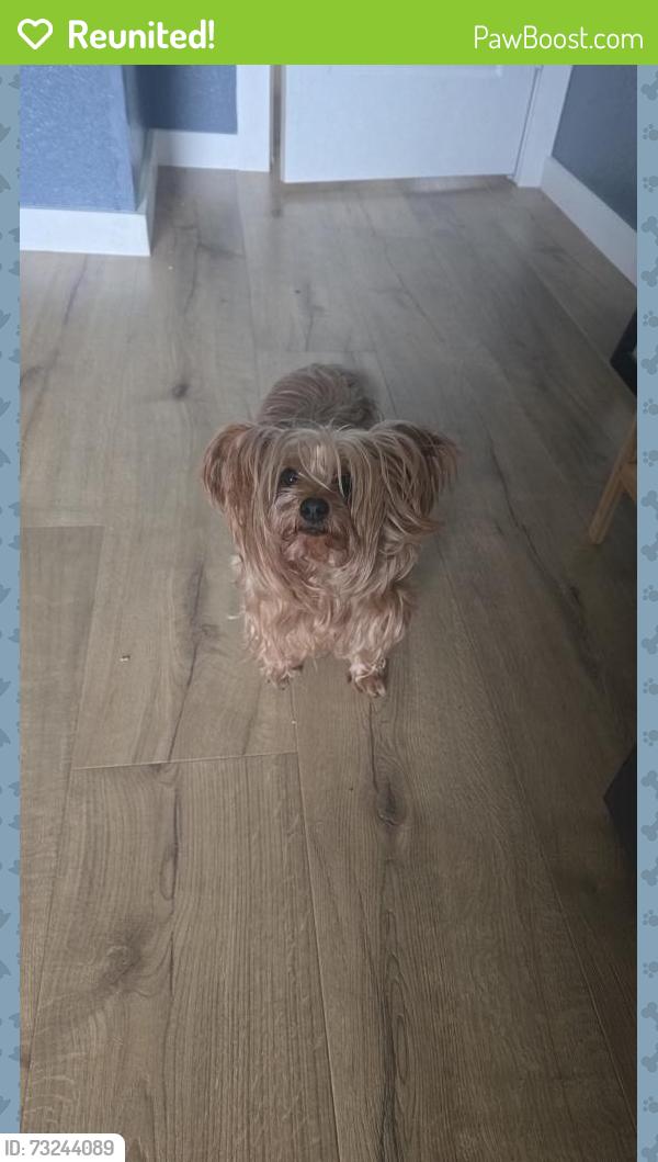Reunited Female Dog last seen Conveyor Dr, Joshua, TX 76058