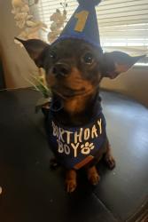 Reunited Male Dog last seen 9th and western ave, San Bernardino, CA 92411